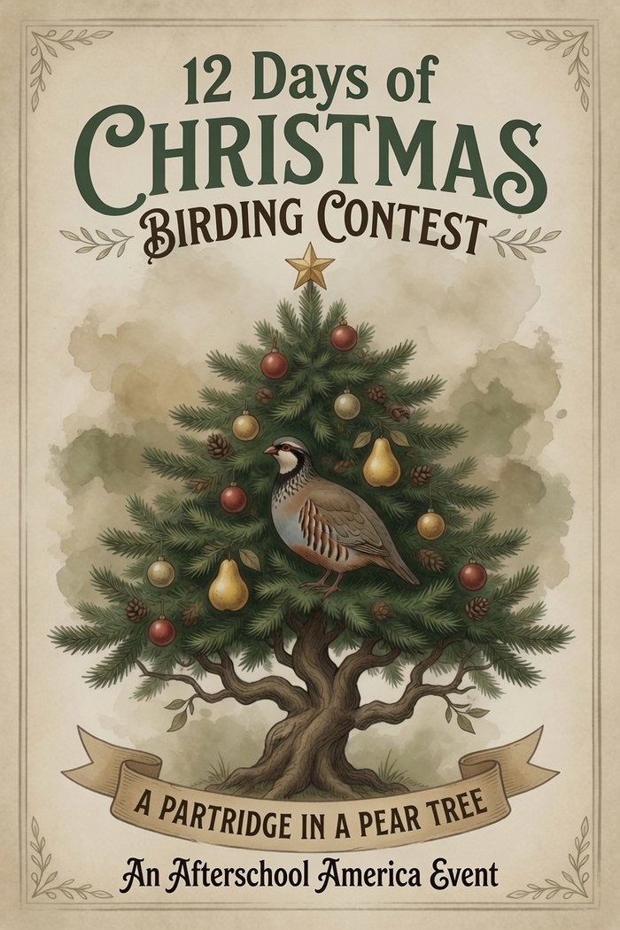 A partridge perched in a decorated pear tree, event poster art for the 12 Days of Christmas Birding
